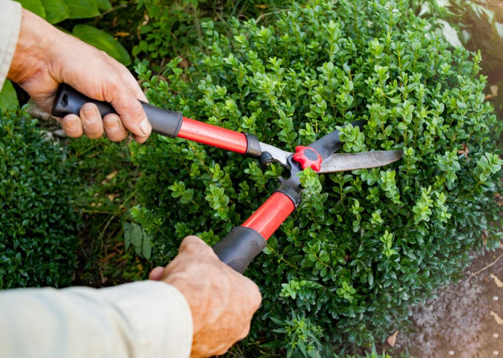 Man trimming bushes in the front yard with hedge trimmers